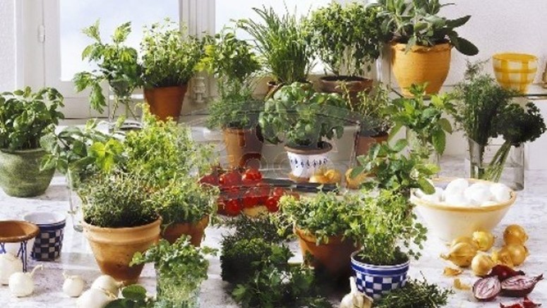 Potočnice i projekt “Začinsko bilje”